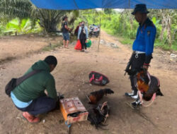 Arena Sabung Ayam KM.17 Berau- Bulungan di Gerebek Polsek Gunung Tabur