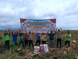 Dukung Ketahanan Pangan, Kolaborasi Polri, Pemerintah, dan Swasta Panen Perdana Jagung Di Segah