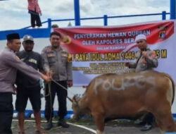 Polres Berau Serahkan 26 Hewan Kurban Sambut Idul Adha 1446 H