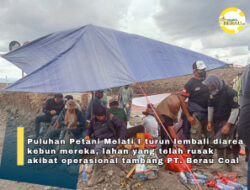 Petani Melati I Kembali Duduki Lahan, Perusahaan PT.Berau Coal Dituding Abaikan SKPT dan Rusak Kebun Warga